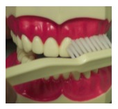 Brushing technique — bristles angled 45 degrees toward the gumline