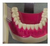 Brushing technique — brush held vertically behind the front teeth